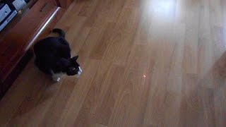 Cat vs Laser pointer [upl. by Pega810]