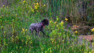 The Wirehaired Pointing Griffon A Versatile Hunting Dog [upl. by Eak245]