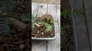 Bursera Microphylla Little LeafCopal [upl. by Palestine]