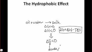 The Hydrophobic Effect [upl. by Brock811]