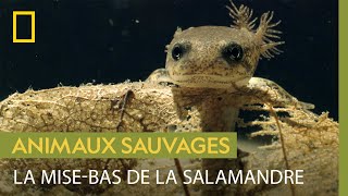 Lexpédition de la salamandre tachetée pour mettre bas [upl. by Aivital]