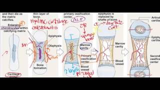 Endochondral Ossification [upl. by Eittap912]