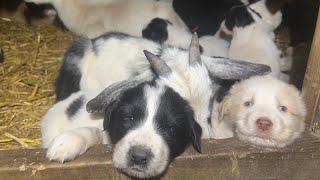 Avalanche’s puppies are 4 weeks old and now the fun begins [upl. by Nryhtak372]