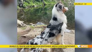 Grumello Cr pensione lager per cani chiusa definitivamente Abusiva e luogo di maltrattamenti [upl. by Avis722]