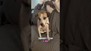 Is surgery better than a brace dog ccltear vetvisit kneepainrelief surgeryeducation shorts [upl. by Notak753]