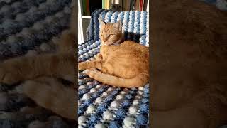 ASMR cats  Anubis saw a light Whos there Anubis on his thrown in the sun [upl. by Garvy]