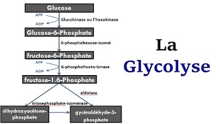 La Glycolyse [upl. by Oilisab]