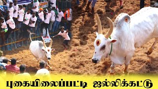 புகையிலைப்பட்டி ஜல்லிக்கட்டு தரமான சம்பவம் [upl. by Llertal666]