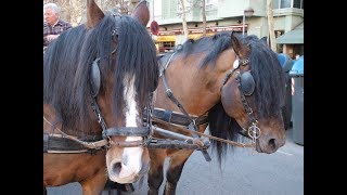 Passada Sant Antoni Abat Sabadell 2018 [upl. by Nylak]