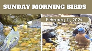 Goldencrowned Kinglet Song Sparrow Bluebird Color Changing Goldfinch  Sunday Morning Birds [upl. by Nelleyram]