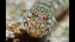 Decorated Sandgoby  Valenciennea decora [upl. by Tani]