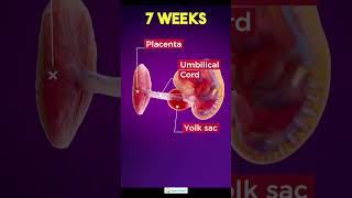 7 week pregnancy7 Weeks Pregnant  Baby Development pregnancy 7weekpregnancy pregnancysymptoms [upl. by Drice]