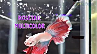 ROSETAIL MULTICOLOR BETTA [upl. by Firahs419]