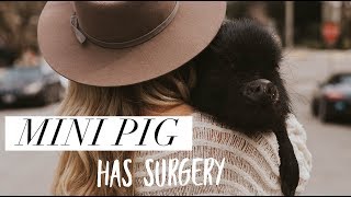 Mini Pig has surgery [upl. by Fretwell]