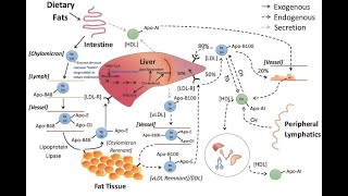 LIPID METABOLISM IN MICROALGAE [upl. by Thetisa]