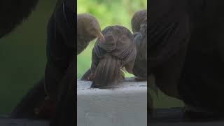 Yellow billed babbler [upl. by Florida]