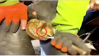 🐴Amazing Horse Hoof Trimming Horse Hoof Deep Trimming  Horse hoof problems [upl. by Nimzay198]