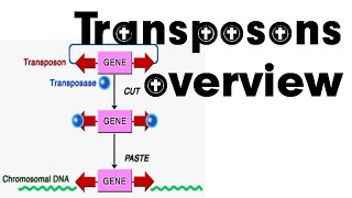 Transposons overview [upl. by Nanreik123]