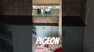 We have this kitchen in Bishopstown in cork that we Hand  Painted in the colour pigeon 🔥 [upl. by Nodarse911]