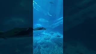 Aquarium mantaray stingray seaworld abudhabi [upl. by Woodcock]