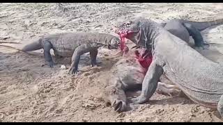 komodo attack baby bufalo alive [upl. by Kantor]