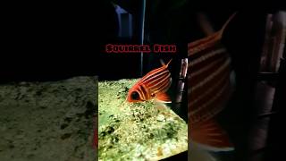 squirrelfish fish aquarium fishing marineaquarium india travel [upl. by Knipe784]