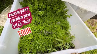 Emersed grown aquaticaquarium plant setupfarm tour [upl. by Obala]