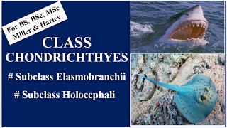 Class Chondrichthyes Subclass Elasmobranchii amp Holocephali BSBSc MSc Miller amp Harley [upl. by Annalise]