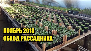 Что сегодня растет Ноябрь 2018 Обход [upl. by Teplica]