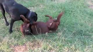 mature black labrador and young chocolate labrador meeting for the first time on dogdownundercom [upl. by Munford661]