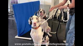 Twin Harlequin Great Danes Are Puppy Scooby School Class Clowns [upl. by Julianna]