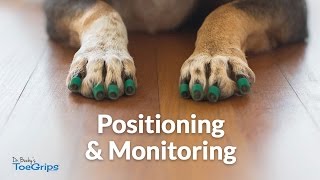 Positioning amp Monitoring Dr Buzbys ToeGrips for Dogs [upl. by Novia]