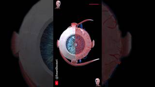 Anatomy of the eye inside and out ✨ [upl. by Torre]