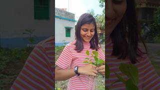 Got madhumalti saplings for free shorts youtube short madhumalti gardening plantscorner [upl. by Ashlen603]