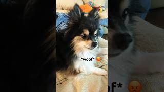 My dog reacts to doorbell sound ringtone dog dogreaction reaction reactionvideo pomeranian [upl. by Collin818]