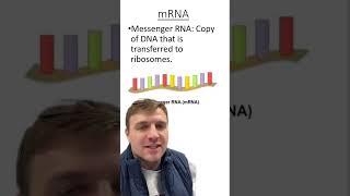 Three different types of RNA [upl. by Lacefield55]