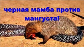 Черная мамба против мангуста Black Mamba vs mongoose [upl. by Eneleahcim]