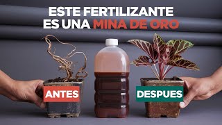 Cómo Revivir Plantas Enfermas El Mejor Fertilizante Casero Orgánico [upl. by Ethbun]