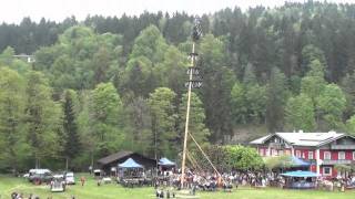 Maibaum aufstellen in der Schönau am Königssee Cafe Waldstein am 01052011 [upl. by Trubow407]