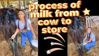 process of milk from cow to store  cow milking video [upl. by Mossman139]