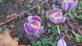 Purple amp White Crocuses In Flower flowers beautiful nature plants [upl. by Yticilef]