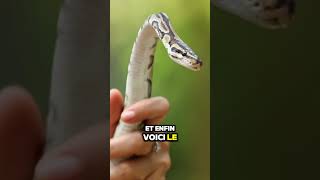 Saviezvous que le Python Regius est le serpent le plus populaire chez les passionnés de reptile [upl. by Angele]