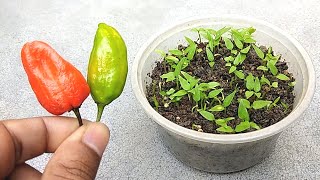 How to grow chilli seeds faster in small pot  Grow chilli easily at home [upl. by Romalda]