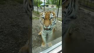 釧路市動物園 ココアのあくび🐯 トラ [upl. by Roderica]