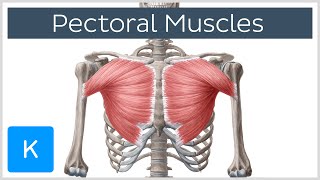 Pectoral Muscles Area Innervation amp Function  Human Anatomy  Kenhub [upl. by Yuria]