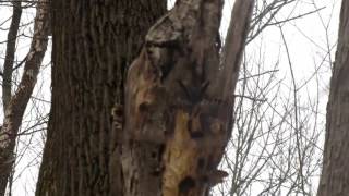 Great Horned Owl Spotted at Eagle Creek State Park [upl. by Aibsel]