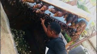 Snail Farming For Beginners  How To Start A Commercial Snail 🐌 Farm With Less Capital  Detailed [upl. by Eillib]