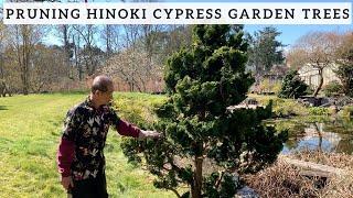 Pruning Hinoki Cypress Garden Trees [upl. by Airrej]