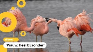 Flamingos gespot in polder bij Pijnacker [upl. by Nylyak]