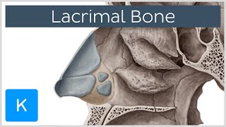 Lacrimal bone  Location amp Structure  Human Anatomy  Kenhub [upl. by Yzus]